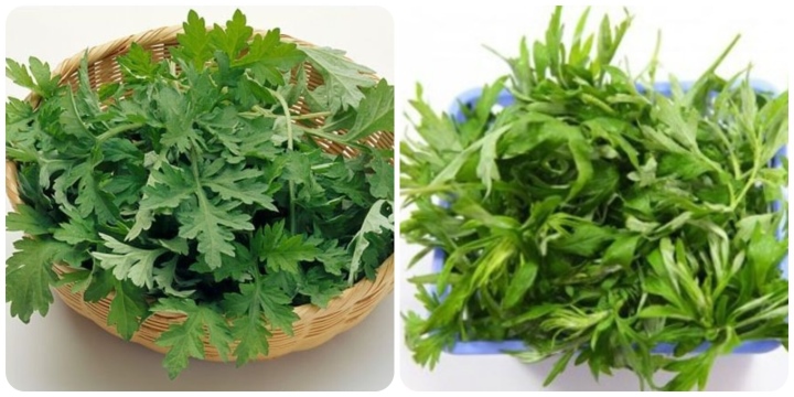 ngải cứu